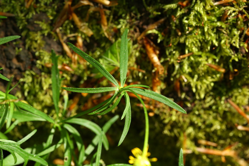 Ranunculus auricomus_Nyrebladet Ranunkel_11052018_Trelde_Naes_123.jpg
