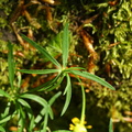 Ranunculus auricomus (Nyrebladet ranunkel)