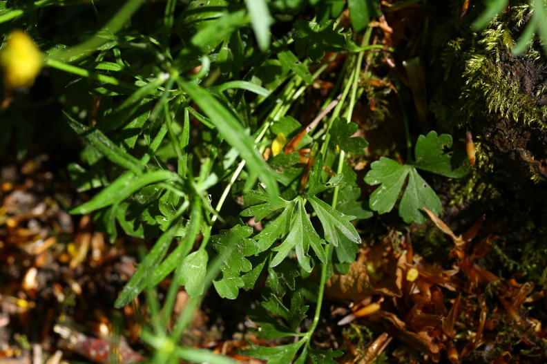 Ranunculus auricomus_Nyrebladet Ranunkel_11052018_Trelde_Naes_124.jpg