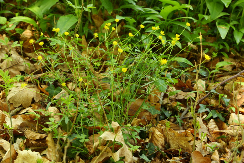Ranunculus auricomus_Nyrebladet Ranunkel_11052018_Trelde_Naes_125.jpg