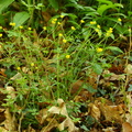 Ranunculus auricomus (Nyrebladet ranunkel)