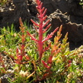 Salicornia europaea (Almindelig salturt, kveller)