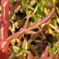 Salicornia europaea_Almindelig salturt, kveller_08012016_Agger_Tange_023.jpg