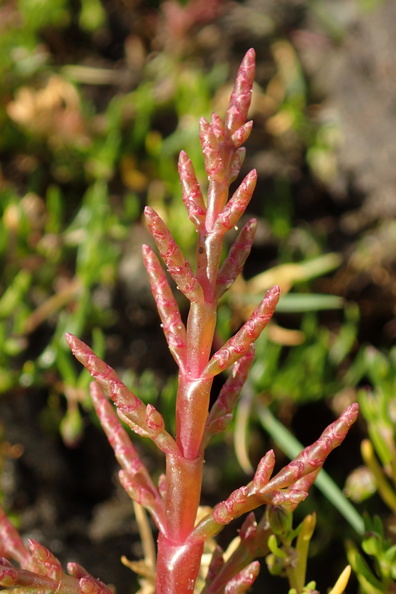 Salicornia europaea_Almindelig salturt, kveller_08012016_Agger_Tange_024.jpg