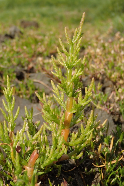 Salicornia europaea_Almindelig salturt, kveller_08012016_Agger_Tange_026.jpg