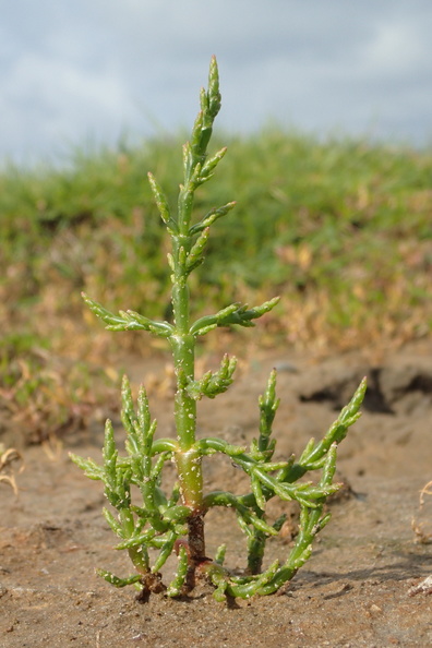 Salicornia europaea_Almindelig salturt, kveller_08012016_Agger_Tange_031.jpg