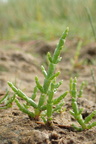 Salicornia europaea (Almindelig salturt, kveller)