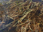 Sparganium angustifolium (Smalbladet pindsvineknop)