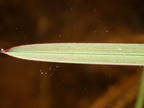 Sparganium angustifolium (Smalbladet pindsvineknop)