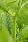 Symphytum x uplandicum (Foder-kulsukker)
