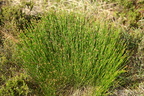 Trichophorum cespitosum (Tue-kogleaks)