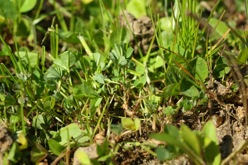 Trifolium micranthum_Spaed Kloever_11052018_Trelde_Naes_055.jpg