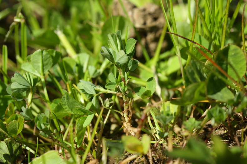 Trifolium micranthum_Spaed Kloever_11052018_Trelde_Naes_057.jpg