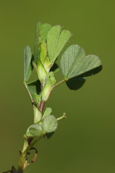 Trifolium micranthum_Spaed Kloever_11052018_Trelde_Naes_059.jpg