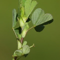 Trifolium micranthum_Spaed Kloever_11052018_Trelde_Naes_059.jpg