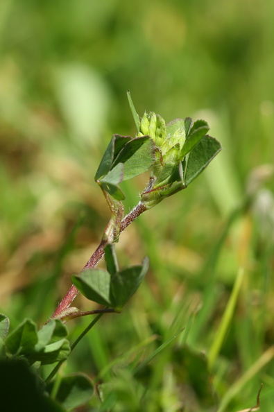 Trifolium micranthum_Spaed Kloever_11052018_Trelde_Naes_075.jpg