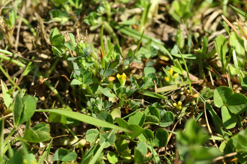 Trifolium micranthum_Spaed Kloever_11052018_Trelde_Naes_076.jpg