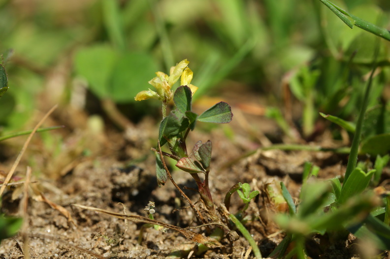 Trifolium micranthum_Spaed Kloever_11052018_Trelde_Naes_079.jpg