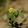 Trifolium micranthum (Spæd kløver)