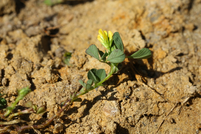 Trifolium micranthum_Spaed Kloever_11052018_Trelde_Naes_087.jpg