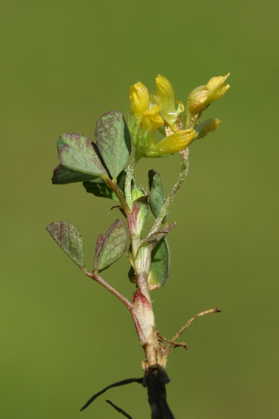 Trifolium micranthum_Spaed Kloever_11052018_Trelde_Naes_088.jpg