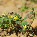 Trifolium micranthum (Spæd kløver)
