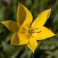 Tulipa sylvestris_Vild Tulipan_07052018_Kibaek_026.jpg