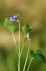 Viola canina (Hunde-viol)