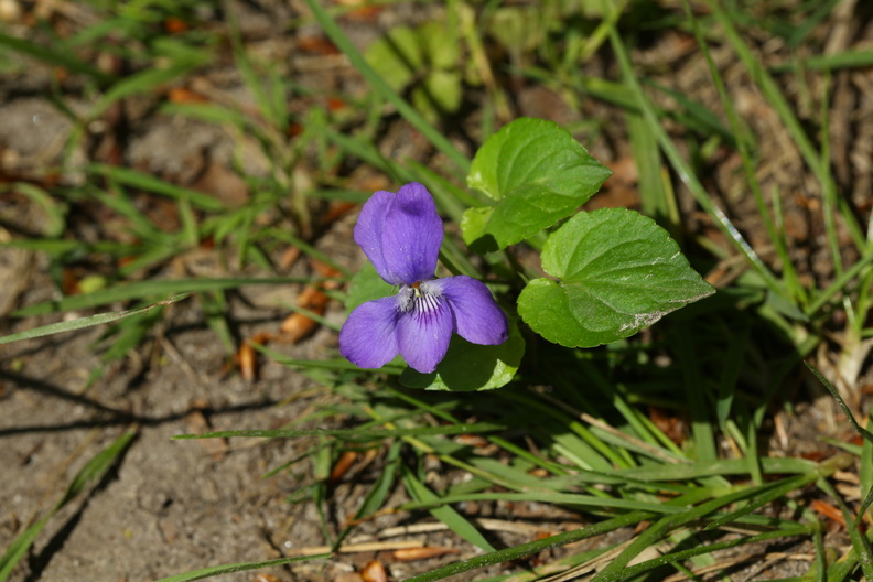 Viola reichenbachiana_Skov-Viol_11052018_Trelde_Naes_200.jpg