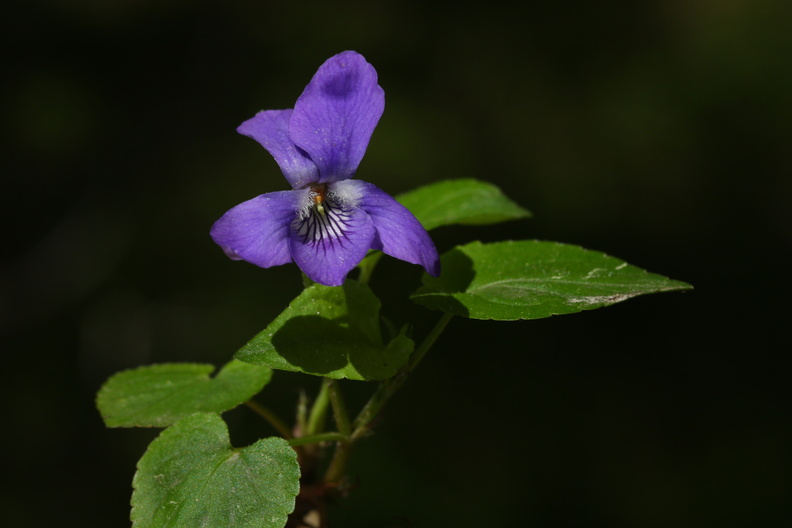 Viola reichenbachiana_Skov-Viol_11052018_Trelde_Naes_203.jpg