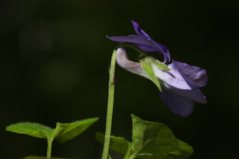 Viola reichenbachiana_Skov-Viol_11052018_Trelde_Naes_204.jpg