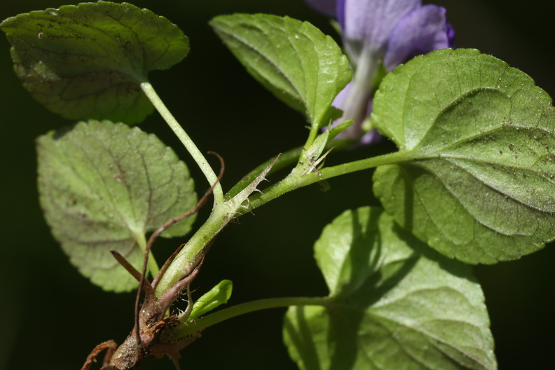 Viola reichenbachiana_Skov-Viol_11052018_Trelde_Naes_206.jpg
