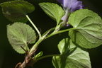 Viola reichenbachiana (Skov-viol)