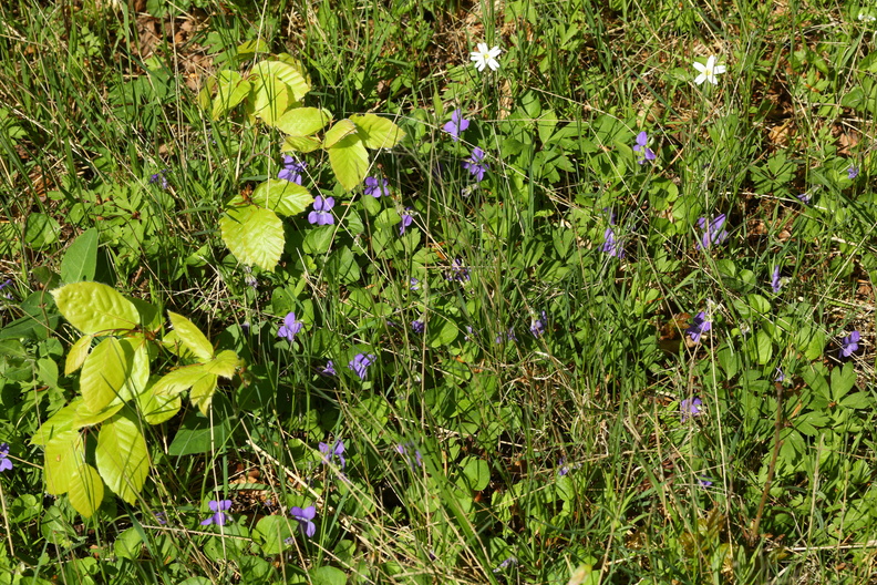 Viola reichenbachiana_Skov-Viol_11052018_Trelde_Naes_207.jpg
