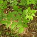 Actaea spicata (Almindelig druemunke)