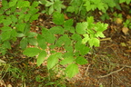 Actaea spicata (Almindelig druemunke)