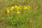 Arnica montana (Guldblomme)