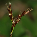 Carex digitata_Finger-Star_25042009_Skaade Skov_Aarhus_015.jpg
