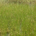 Carex lasiocarpa (Tråd-star)