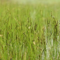 Carex lasiocarpa_Traad-star_19052017_Give_004.jpg