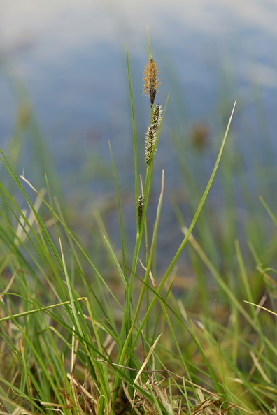 Carex nigra var. nigra_Almindelig star_19052017_Give_004.jpg
