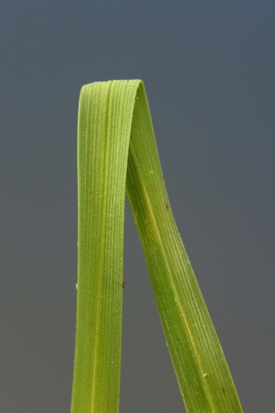 Carex nigra var. nigra_Almindelig star_19052017_Give_021.jpg