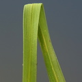 Carex nigra var. nigra_Almindelig star_19052017_Give_021.jpg