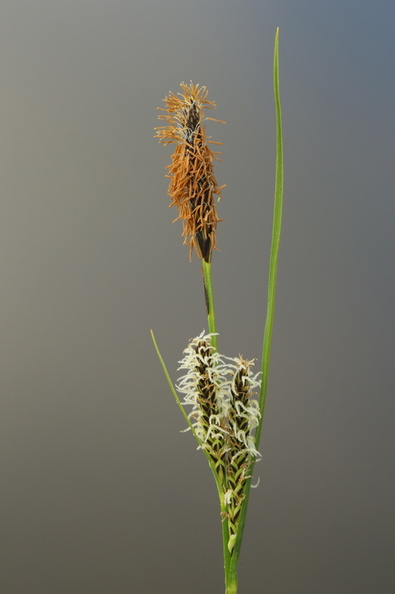 Carex nigra var. nigra_Almindelig star_19052017_Give_028.jpg