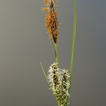 Carex nigra var. nigra (Almindelig star)