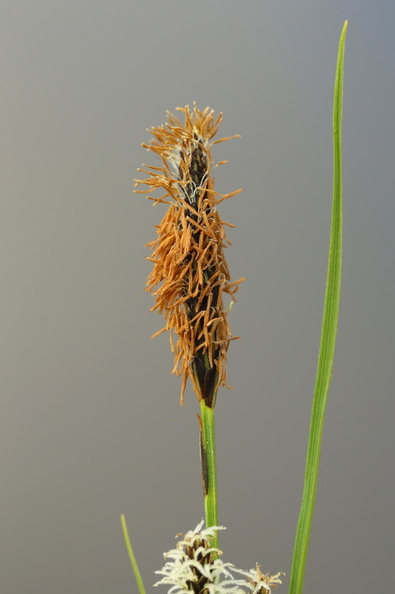 Carex nigra var. nigra_Almindelig star_19052017_Give_031.jpg