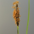 Carex nigra var. nigra_Almindelig star_19052017_Give_031.jpg