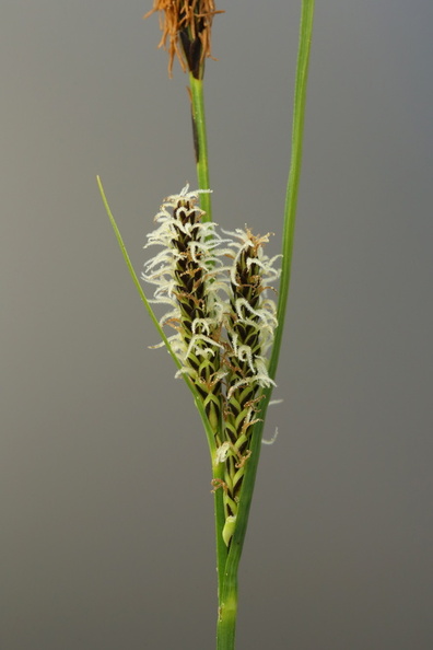 Carex nigra var. nigra_Almindelig star_19052017_Give_034.jpg