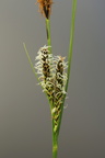 Carex nigra var. nigra (Almindelig star)