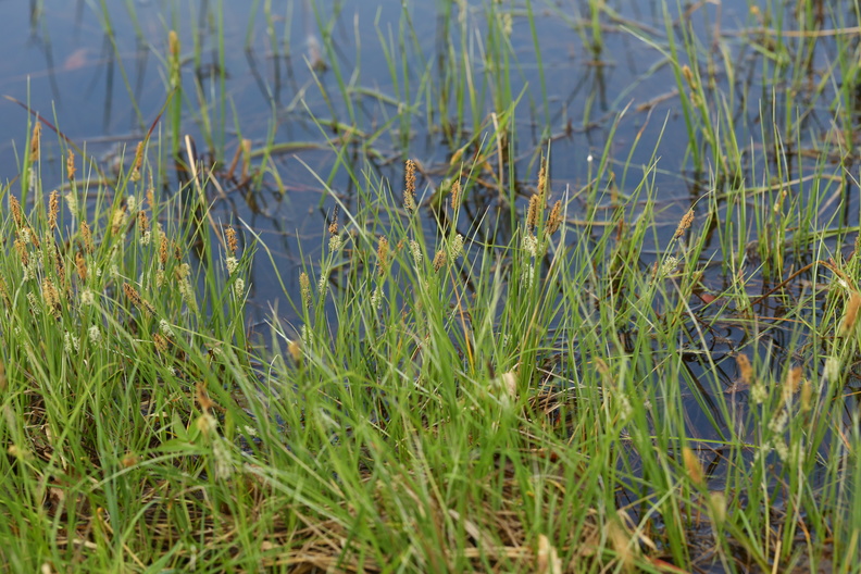 Carex nigra var. nigra_Almindelig star_19052017_Give_037.jpg